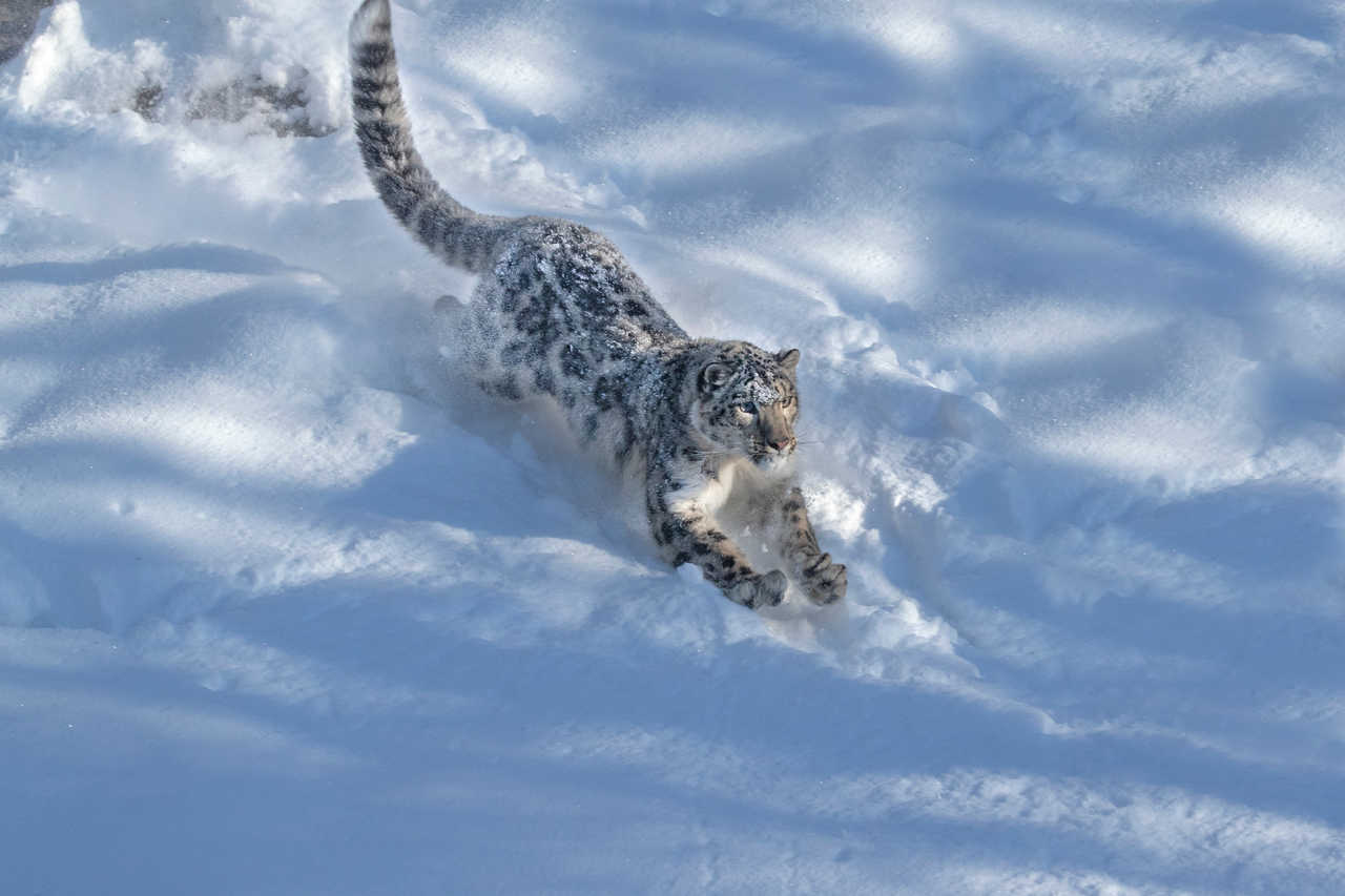 Léopard des neiges au Bhoutan