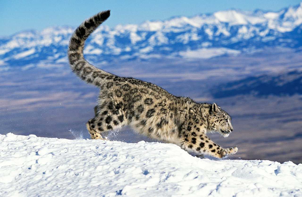 Léopard des neiges , Inde Himalayenne