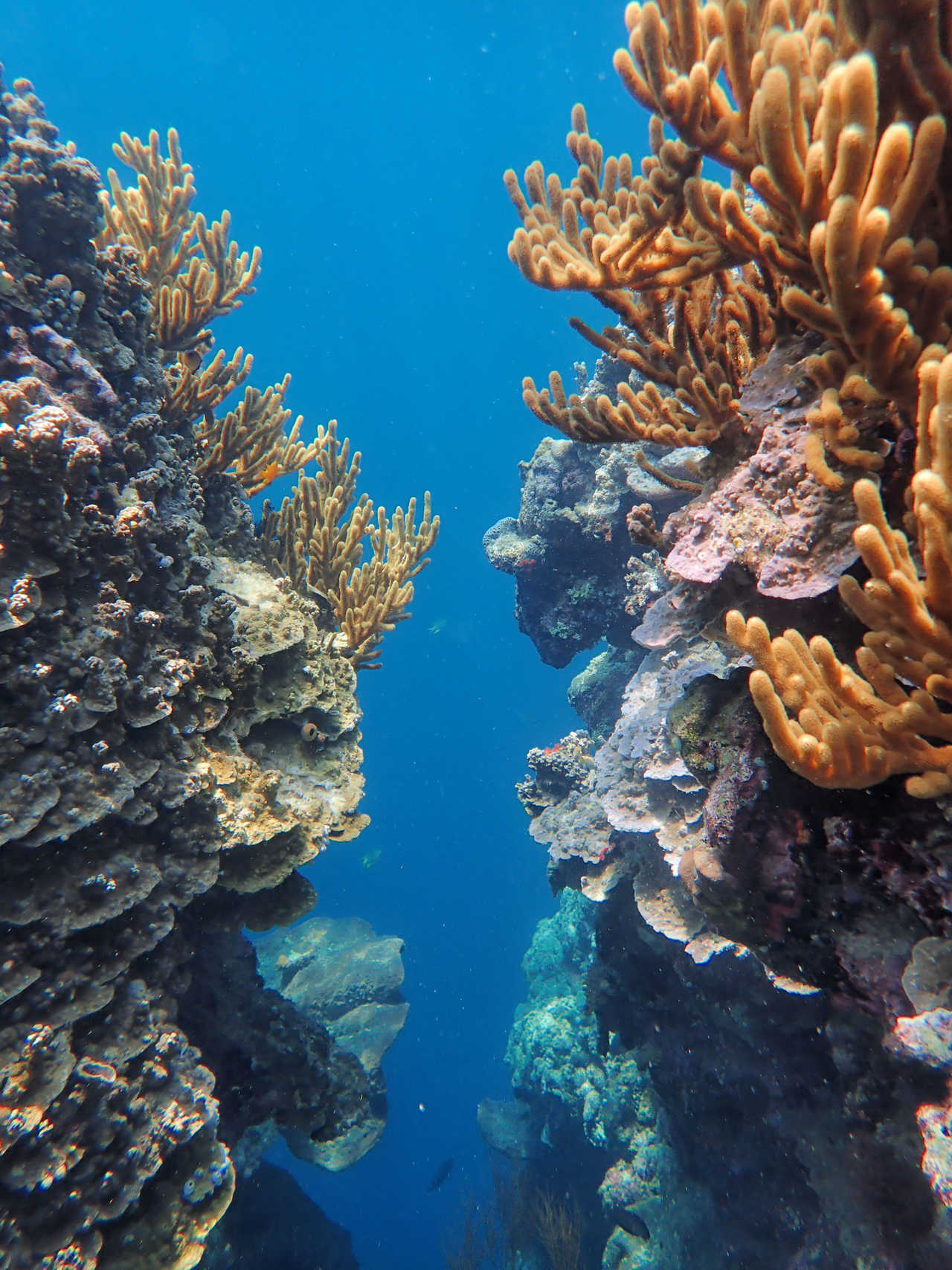 Les coraux sur l'ile de Menjangan