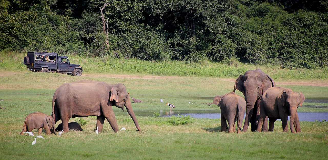 Les éléphants dans le parcs nationaux du Sri Lanka