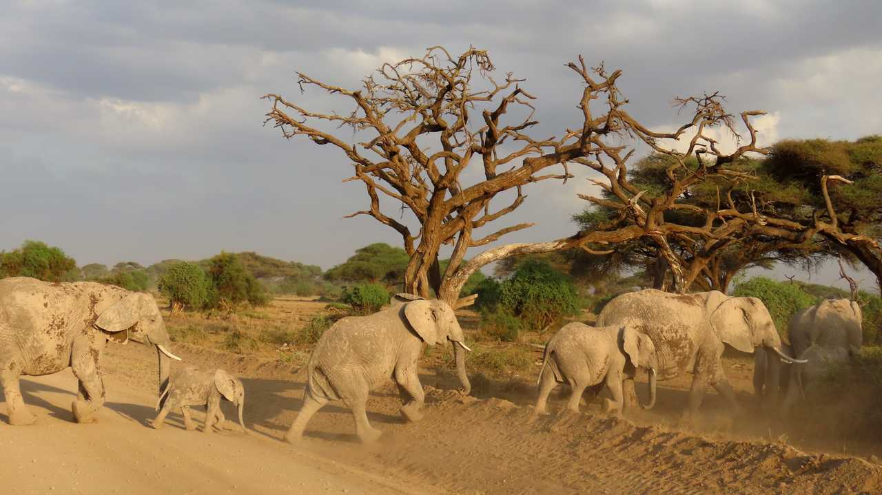 Les fameux éléphants d'Amboseli au Kenya