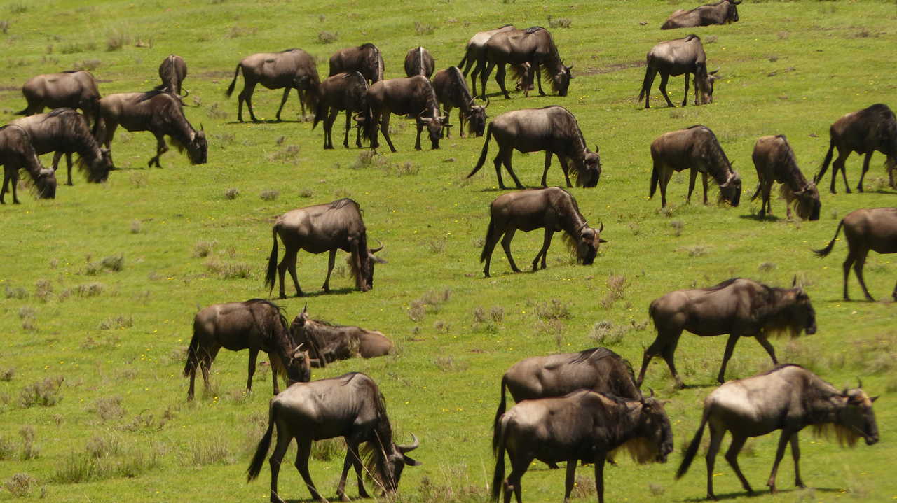Image Intégrale des safaris et randonnées en pays Masaï