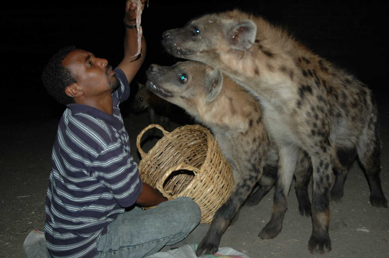 Les hyènes de la ville d'Harar en Ethiopie