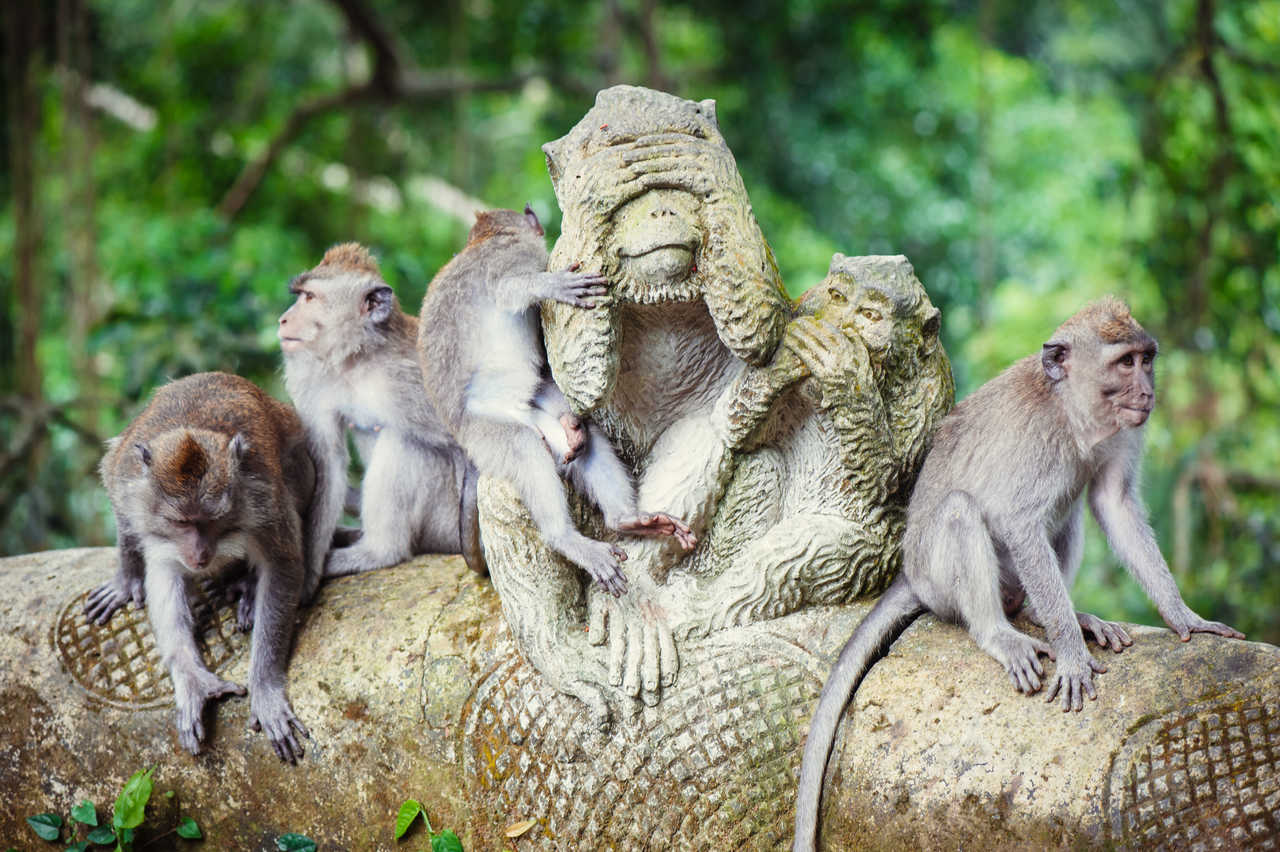 Les macaques à longue queue de Bali