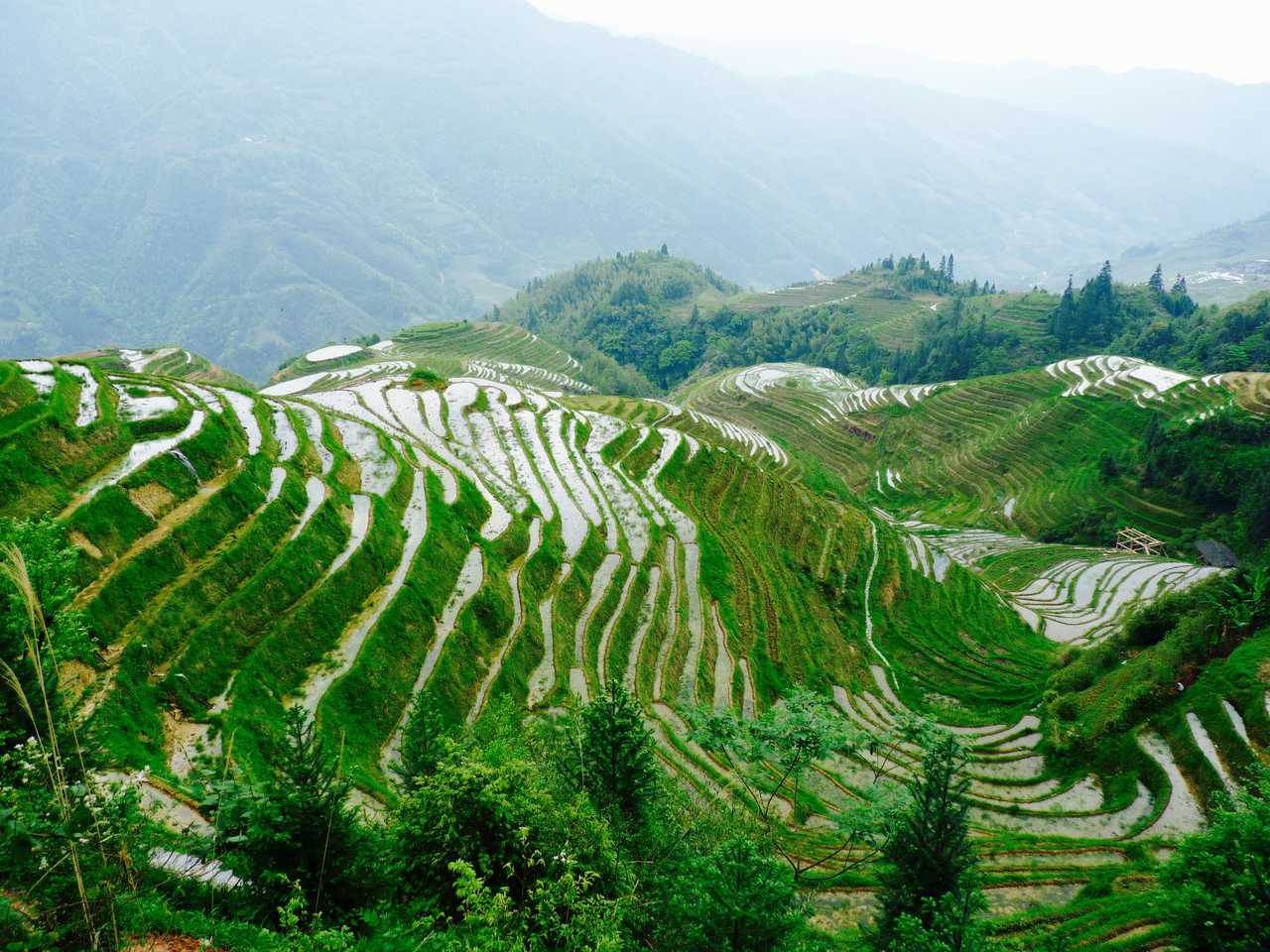 Les rizières de Guangxi en Chine