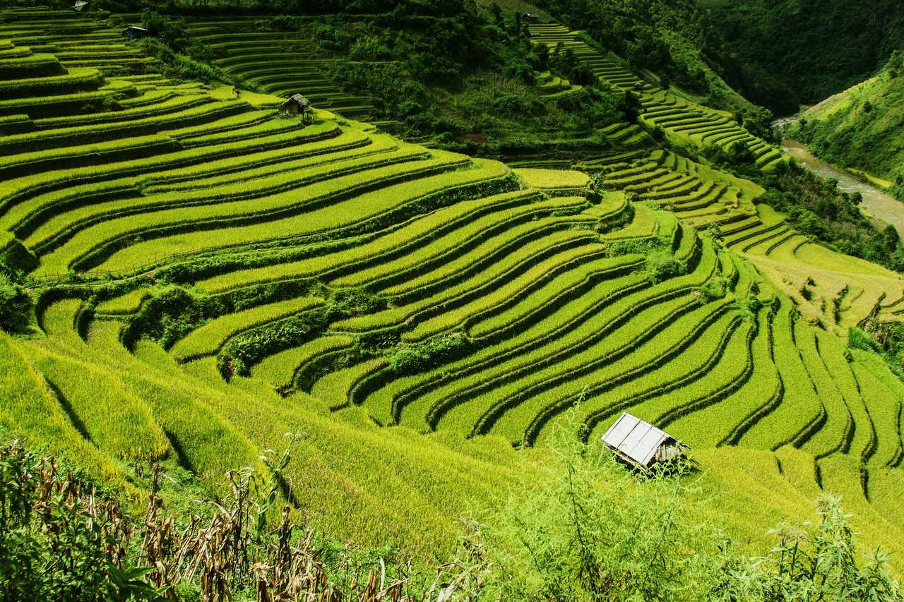 Les rizières du nord Vietnam