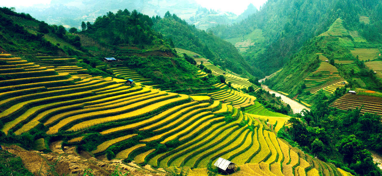 Les rizières du Vietnam