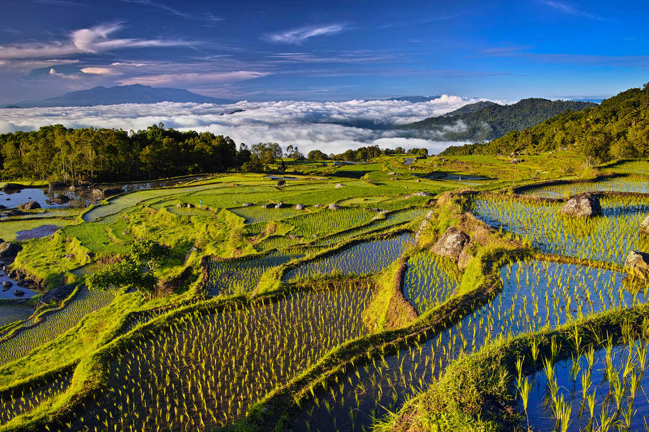 Les Rizières en terrasse à Sulawesi