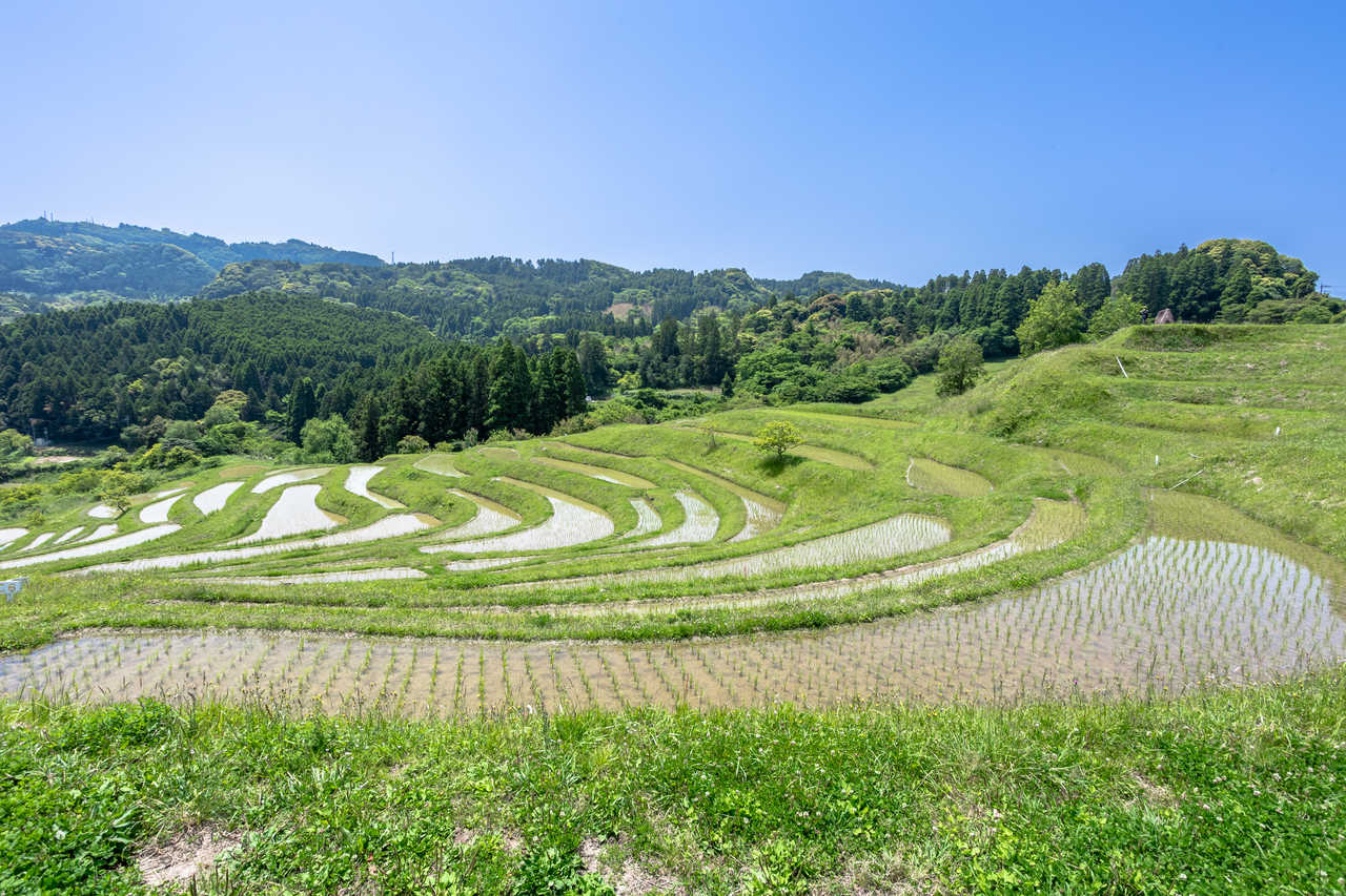 Les rizières en terrasses de Satoyama au Japon