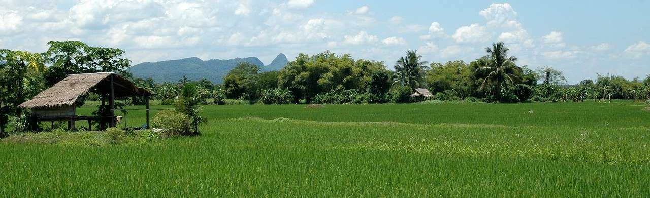 Les rizières en Thaïlande