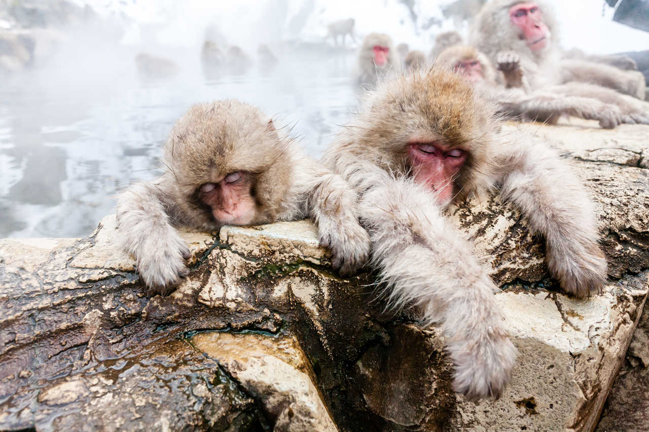Les singes des neiges sur le Snow Monkey Tour dans la vallée de Jigokudani
