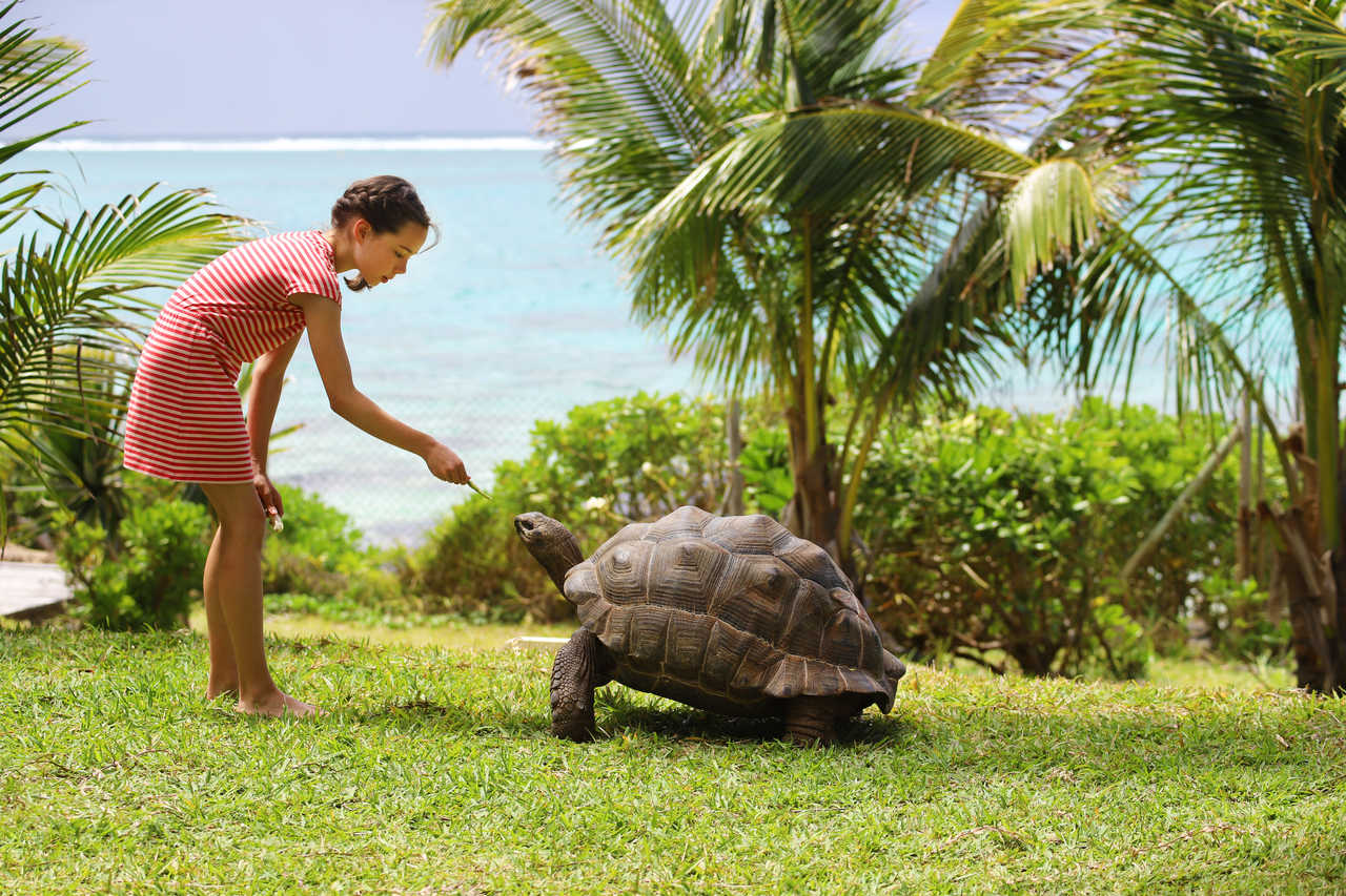 Les tortues géantes des Seychelles