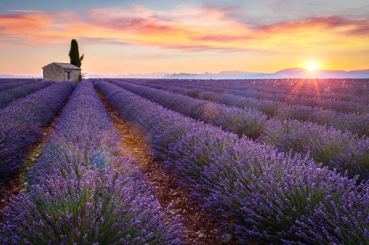 Lever de soleil sur le plateau de Valensole, Haute Provence