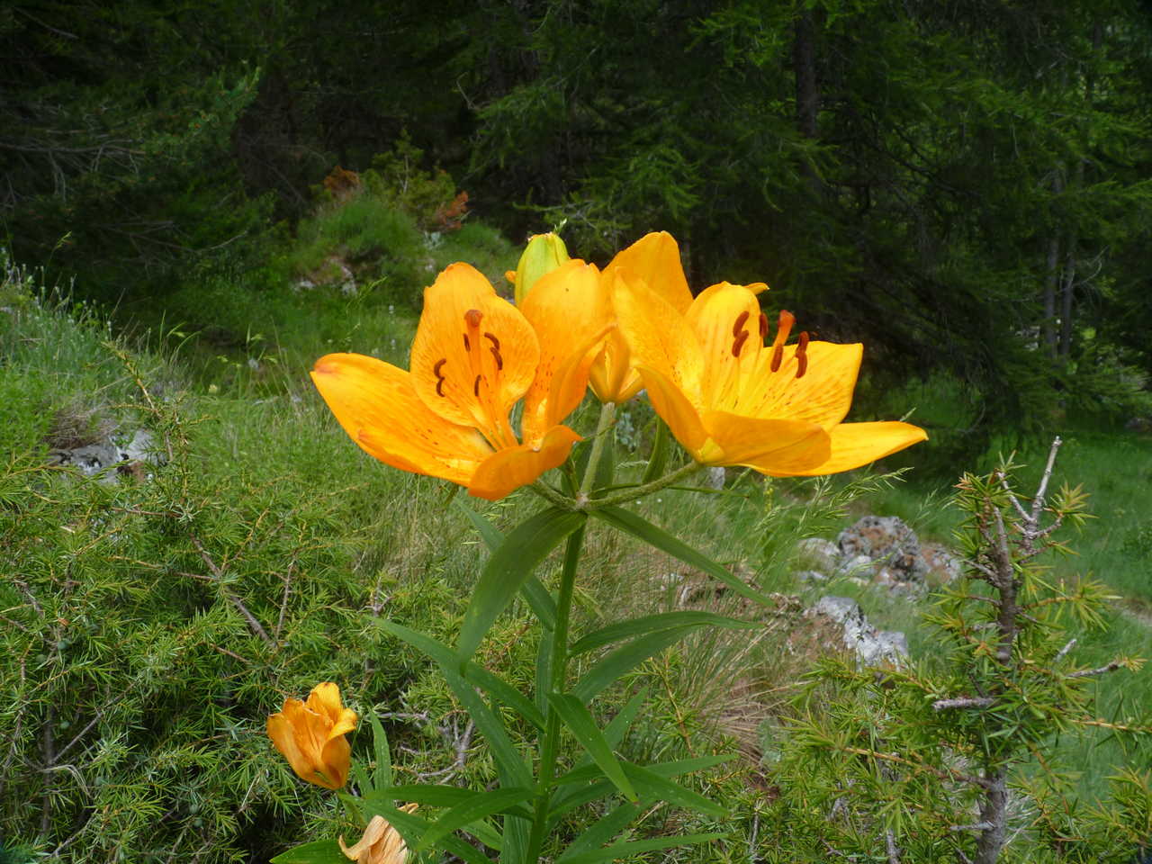 Lilium bulbiferum, fleur à Mercantour dans les Alpes du Sud en France