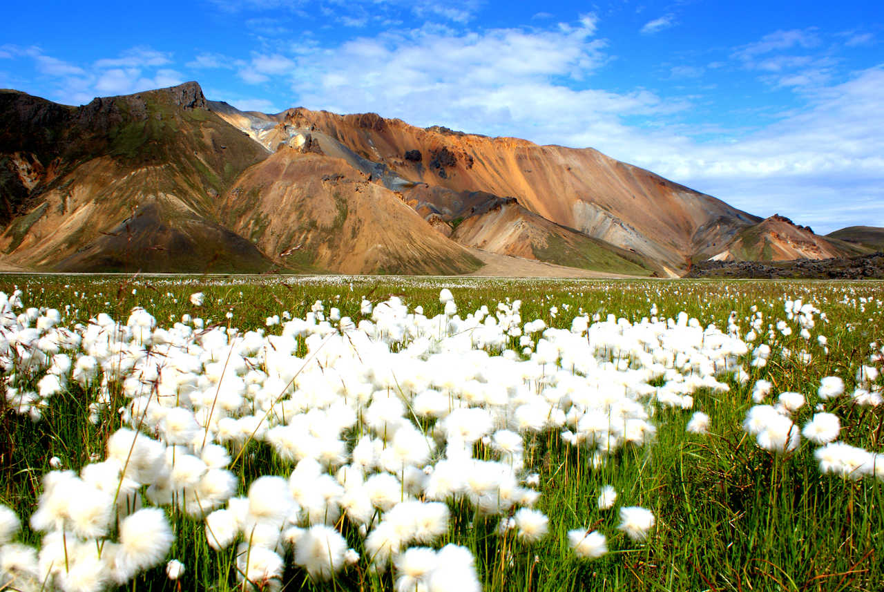 Linaigrette d'Islande