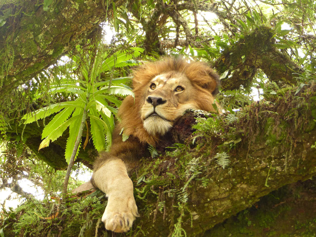Lion dans un arbre dans l'aire préservée du Ngorongoro