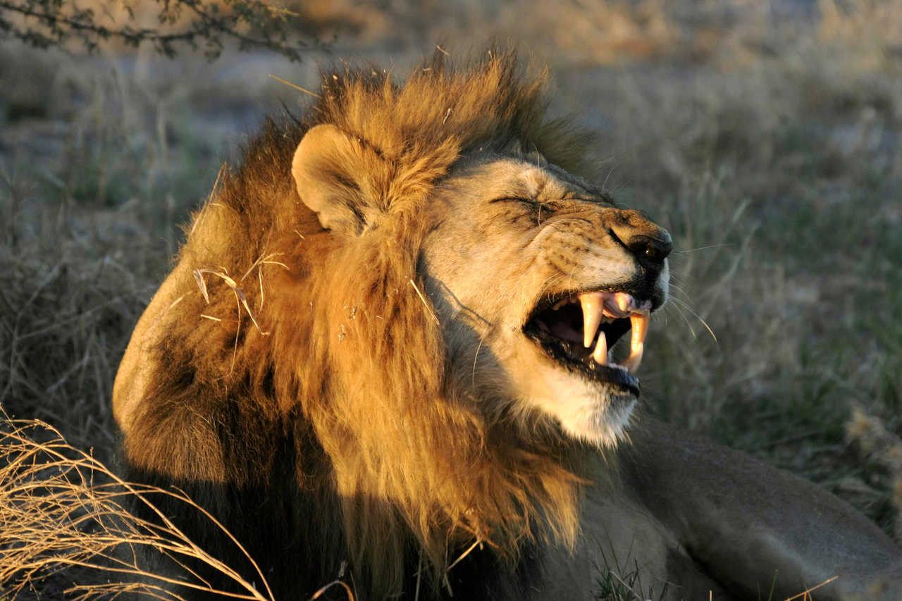 Lion mâle dans le bushways en Tanzanie