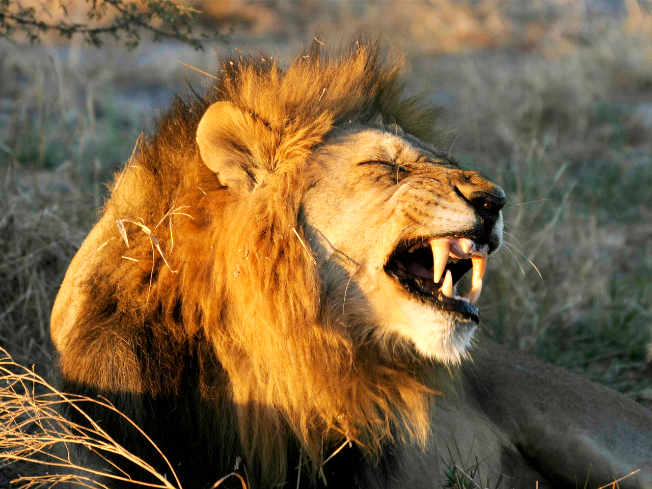 Lion mâle dans le bushways en Tanzanie