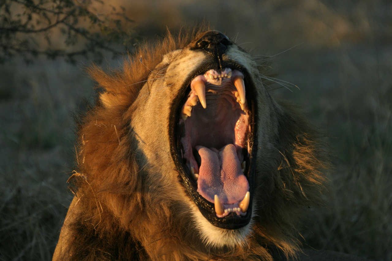 Lion qui baille au Botswana