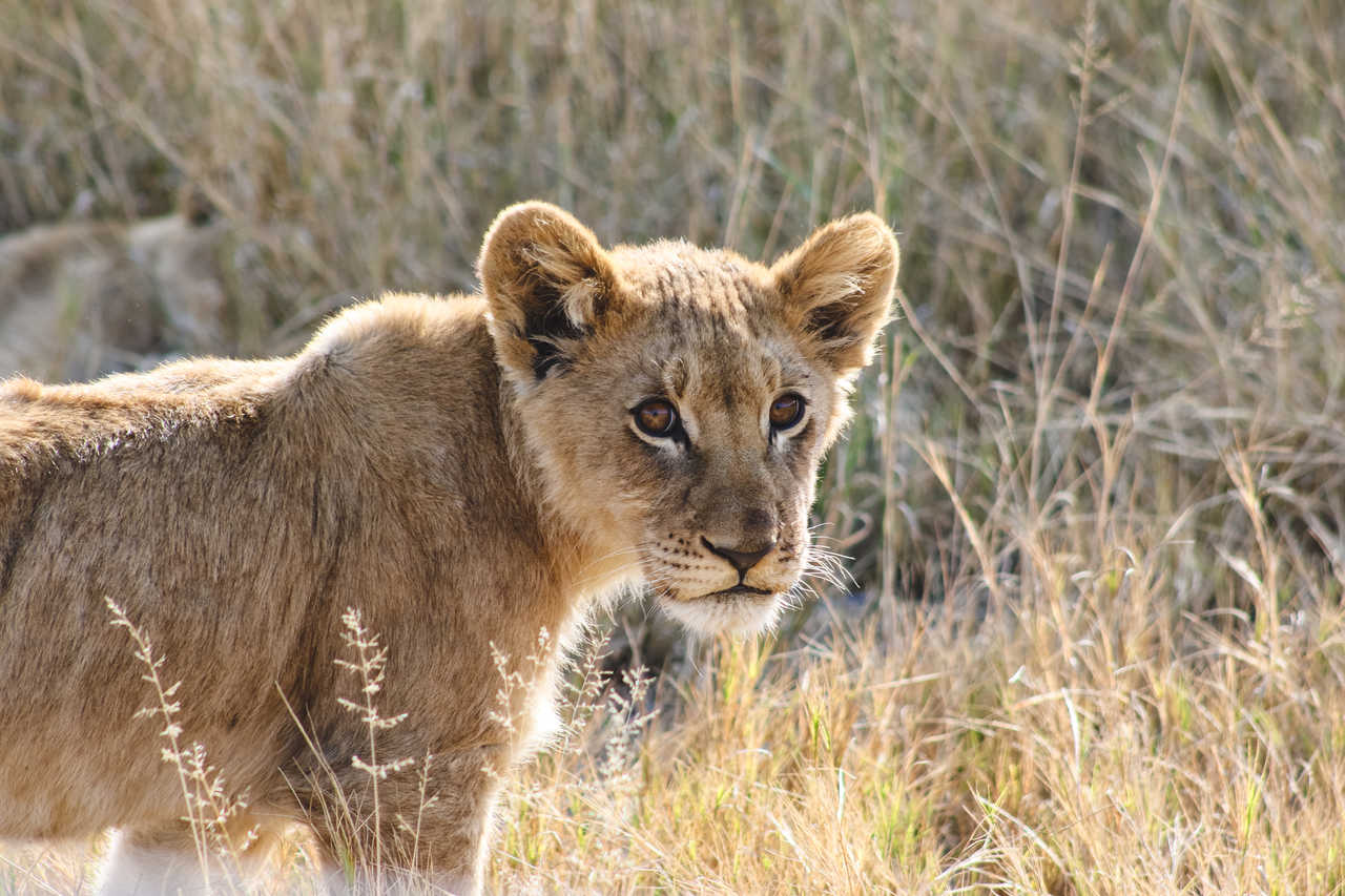 Lionceau au Botswana