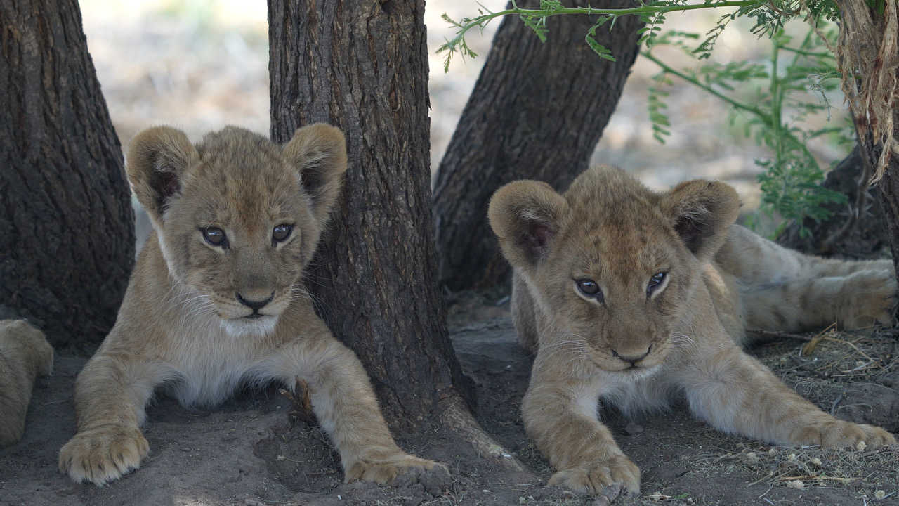 Lionceaux, Botswana