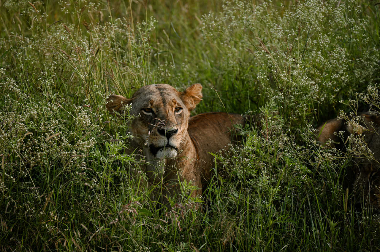 lionne au kenya