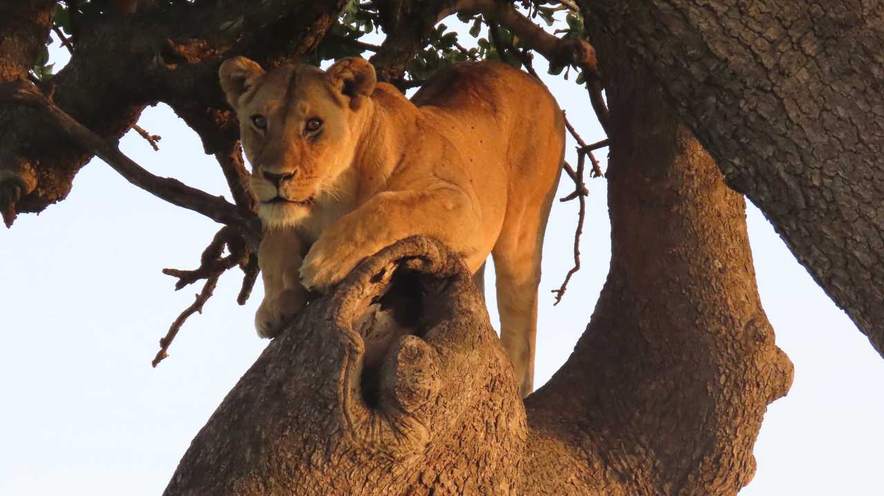 Lionne dans les arbres au Masai Mara