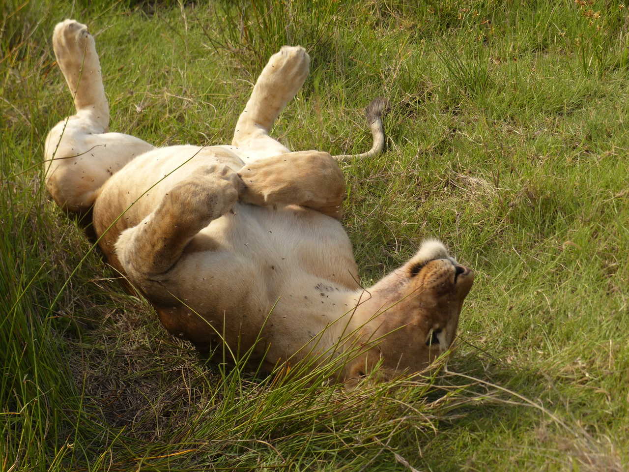 Lionne se prélassant dans l'herbe de la savane du Serengeti en Tanzanie