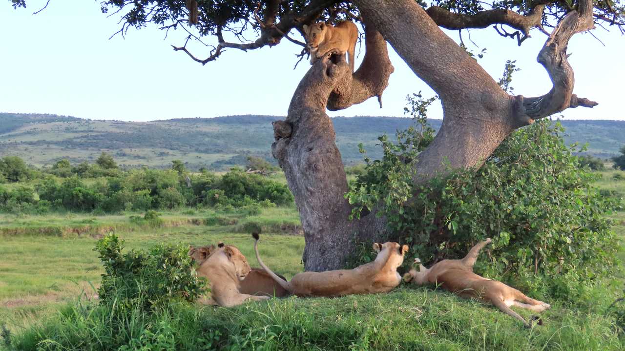 Lionnes dans les arbres au Masai Mara au Kenya