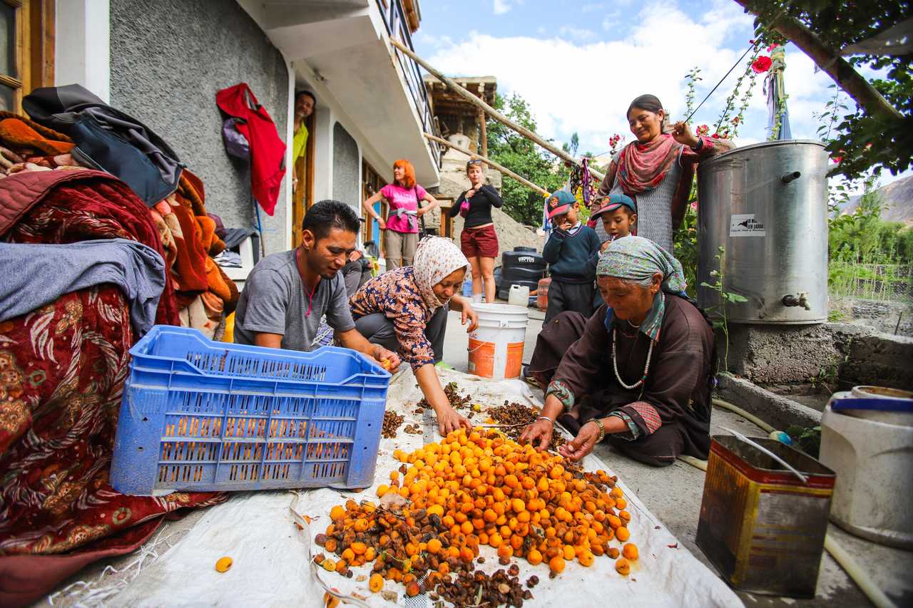 Locaux triant des fruits au Ladakh en Inde Himalayenne