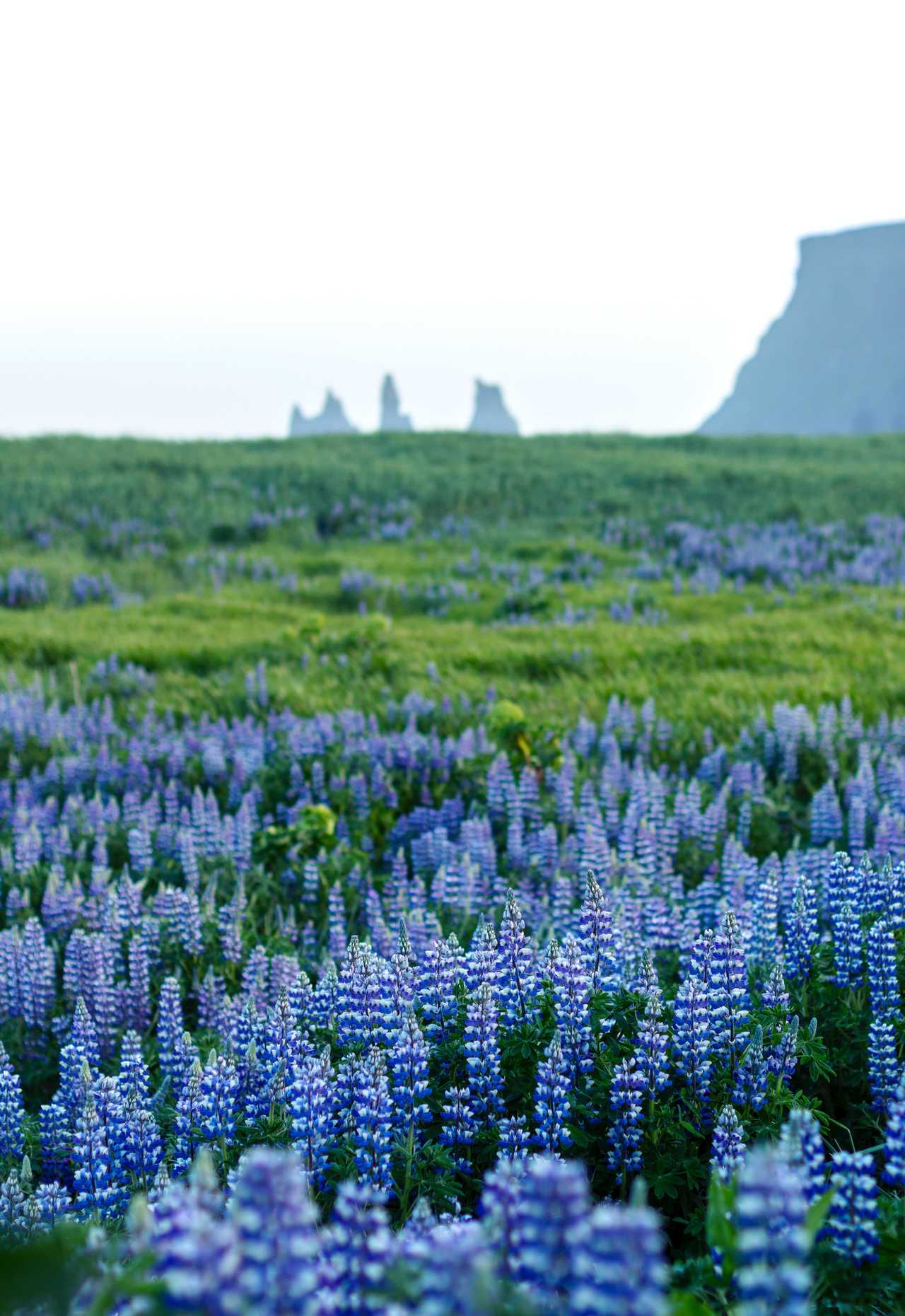 Lupins en fleurs et plage de Vik en arrière plan