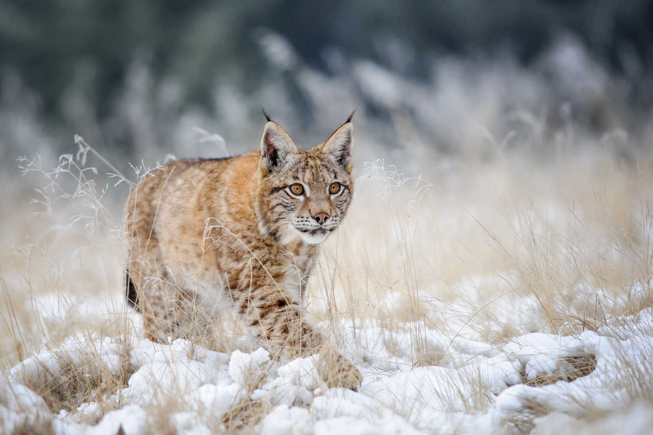 lynx marchant dans la neige en slovénie