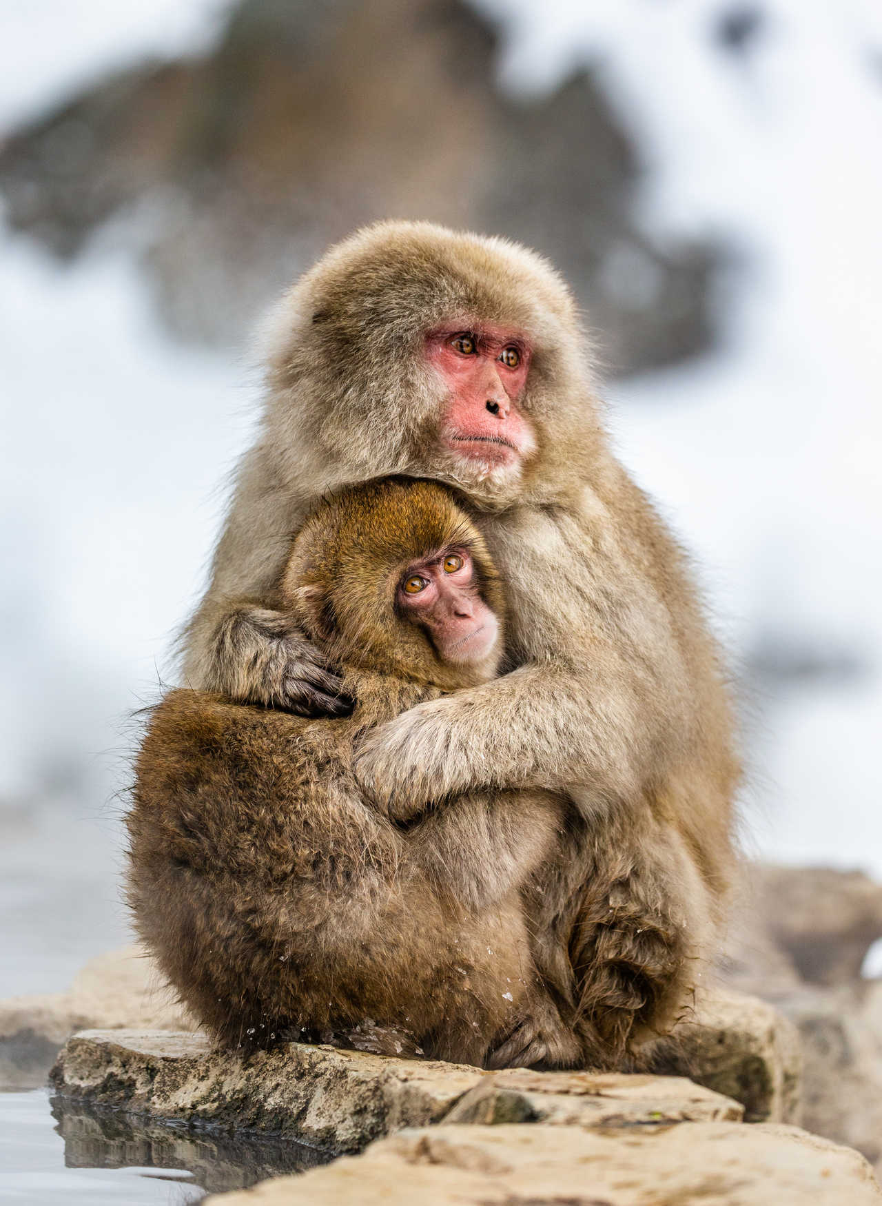 Macaque et son petit au Japon