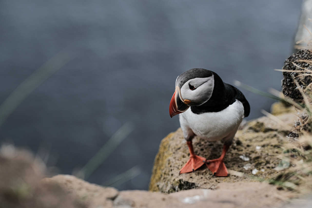 Macareux en Islande