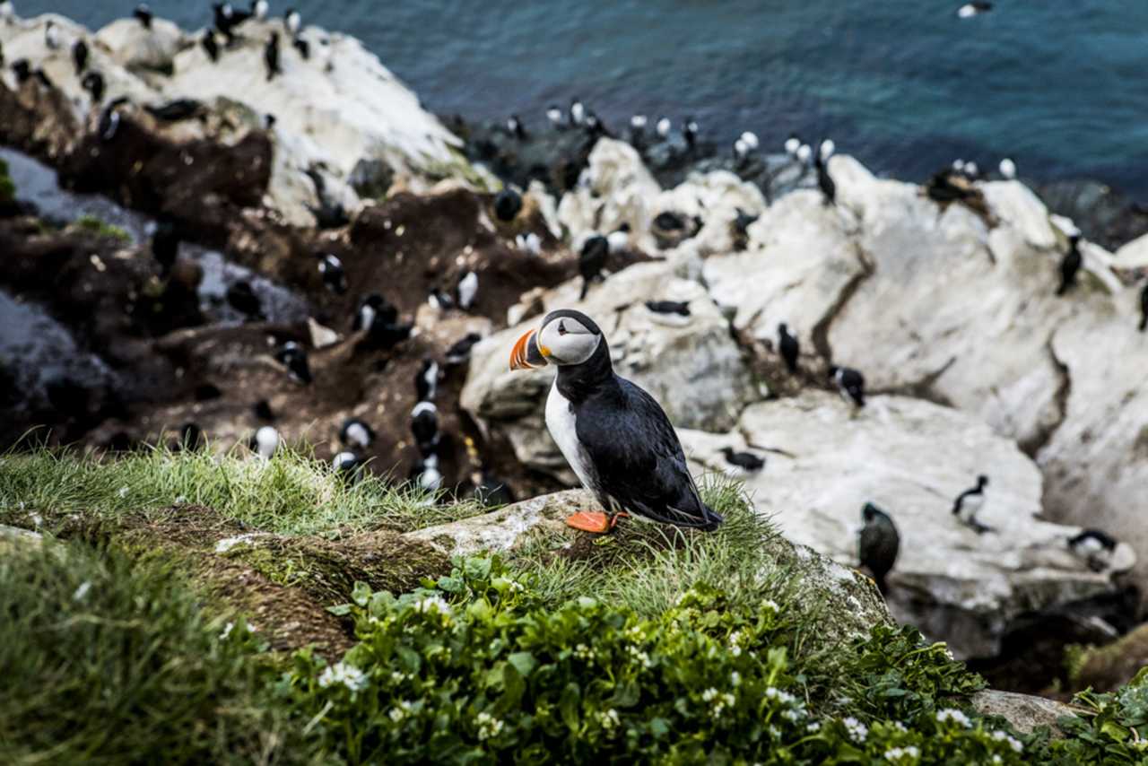 Macareux en Norvège