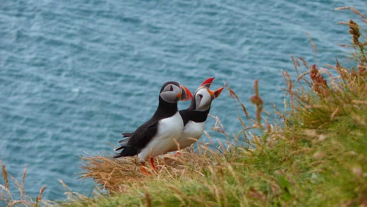 Macareux moine, voyage en Islande