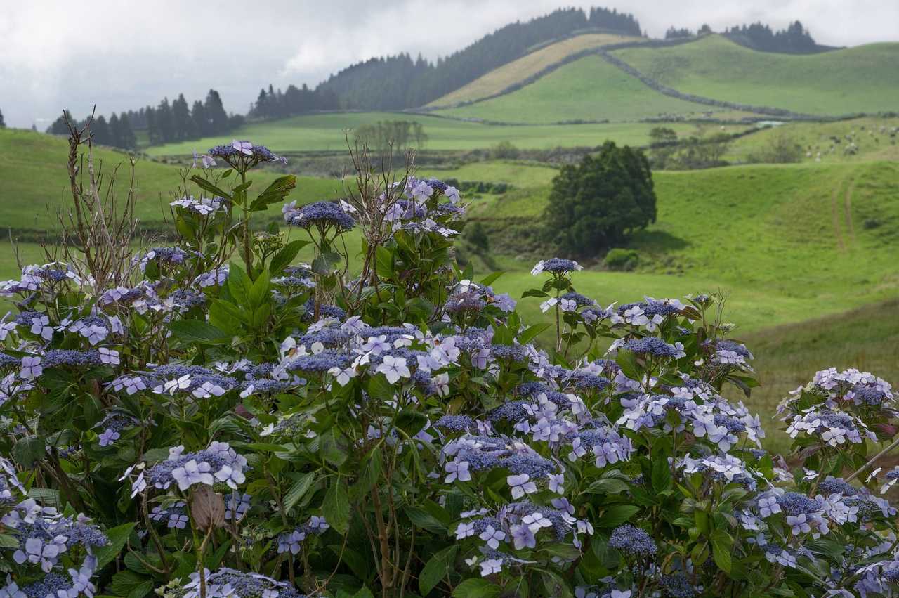 Magnifiques hortensias lors d'un trek aux Açores