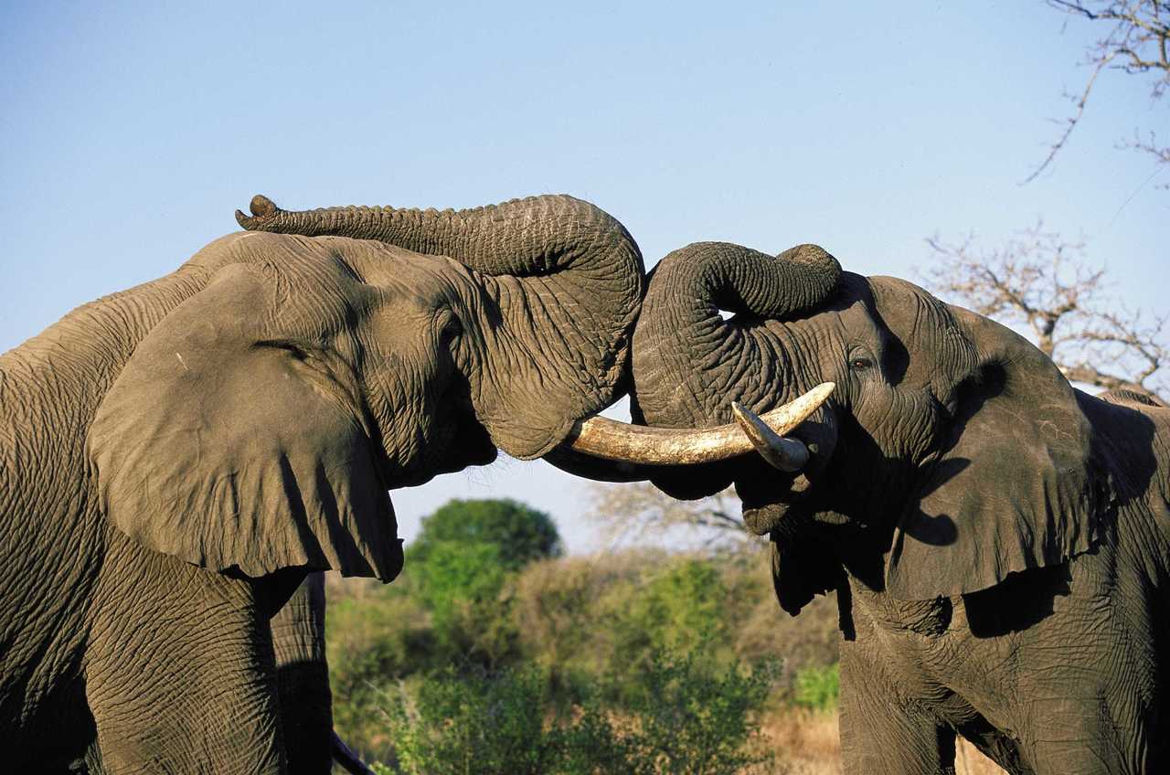 Majestueux éléphants en Afrique du Sud