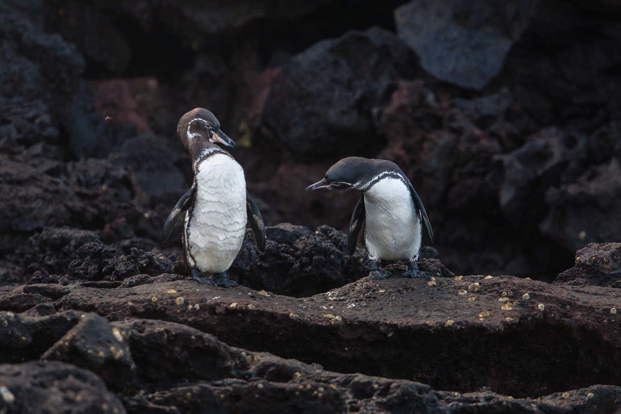 Manchots des Galapagos sur la lave noire en Equateur