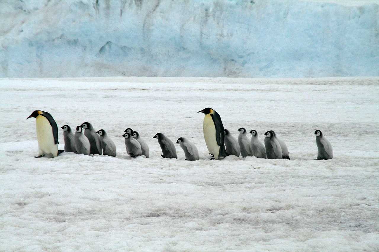 Manchots empereurs et leurs bébés en Antarctique