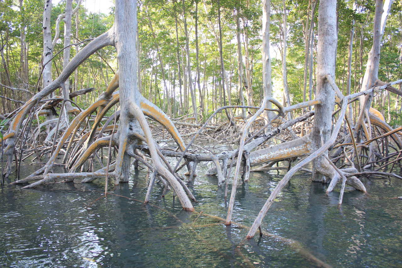mangrove en Amazonie