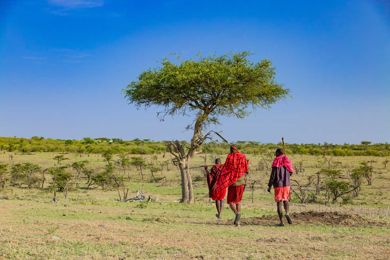 Marche avec les Masaï dans le Masaï Mara au Kenya