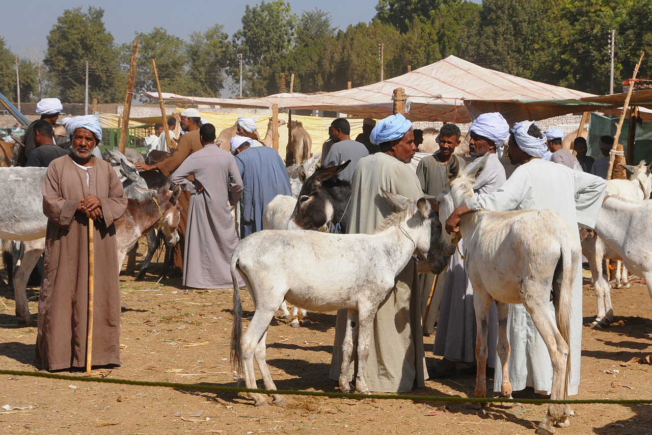 marché de bestiaux à Daraw