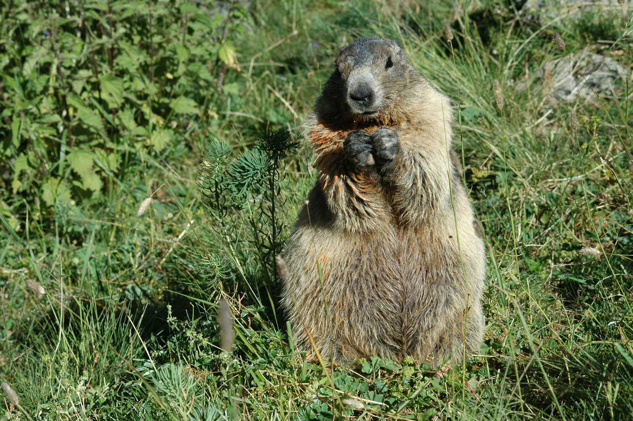 Marmotte dans les Alpes du sud