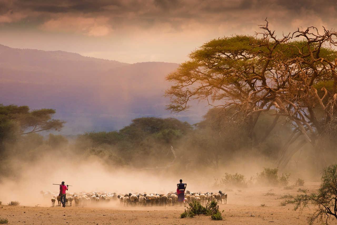 Masais et leur troupeau de chèvre dans la savane au Kenya