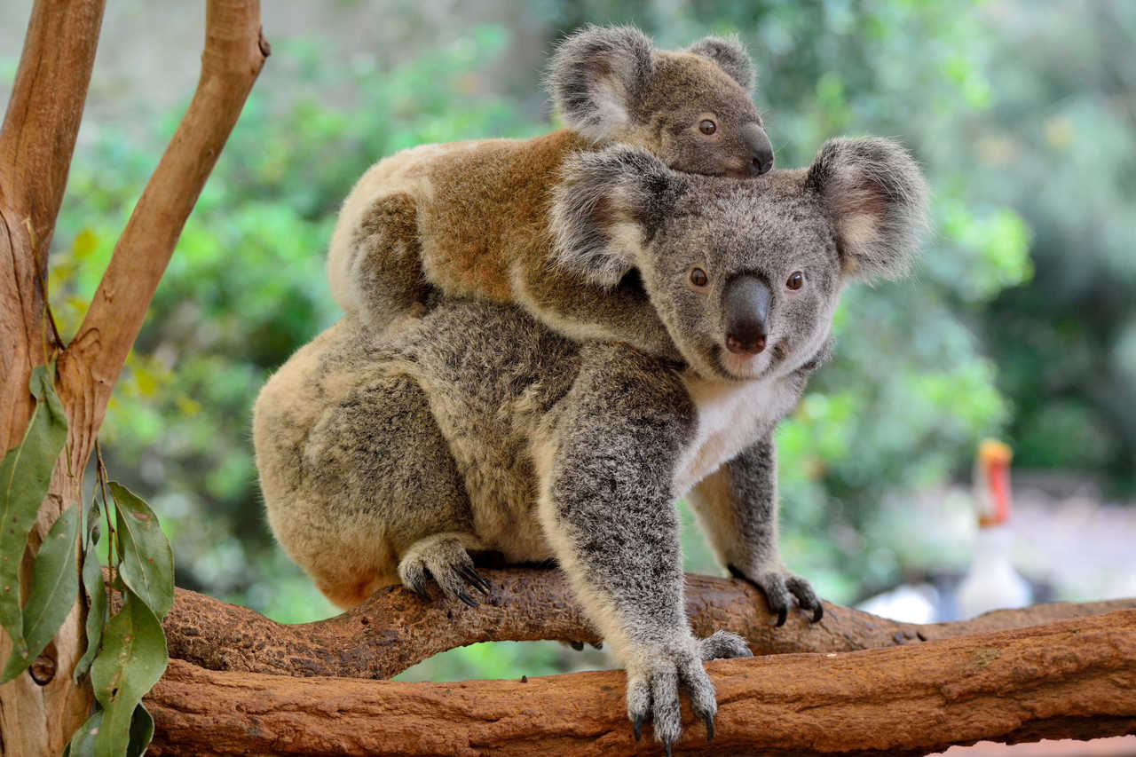 Mère koala avec son bébé sur le dos