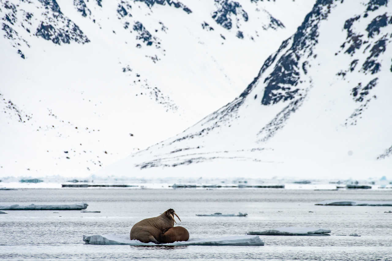 Morse sur floes au Spitzberg
