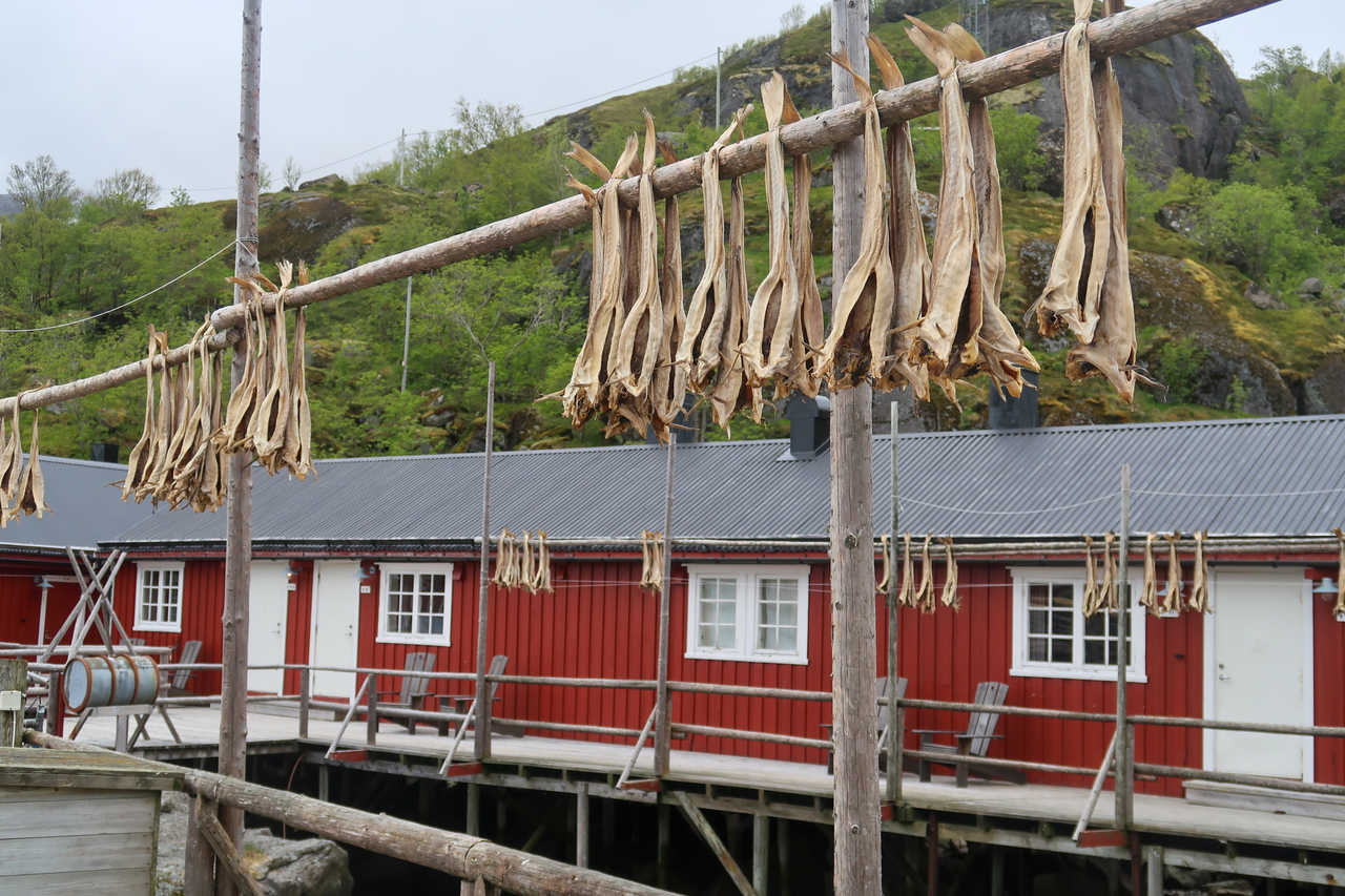 Morue séchée dans les îles Lofoten © Loyaux Sophie Morue séchée dans les îles Lofoten