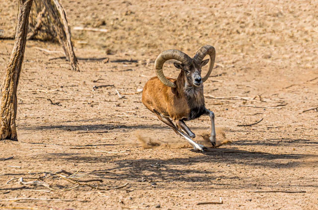 mouflon male qui court