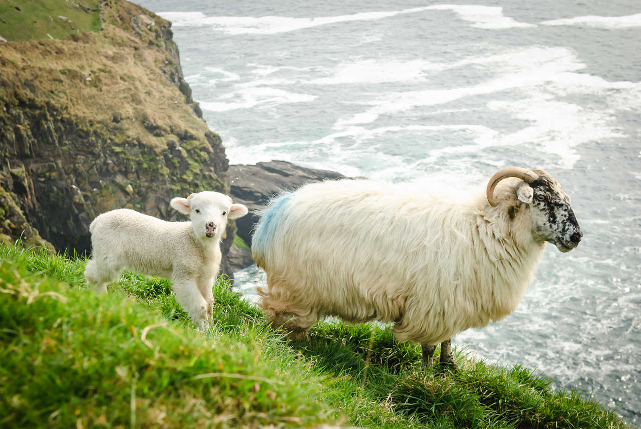 Mouton et son bébé à Dingle en Irlande